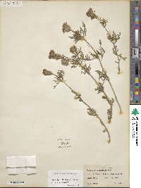 Verbena bipinnatifida image