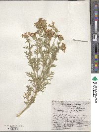 Verbena bipinnatifida image