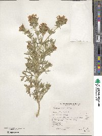 Verbena bipinnatifida image