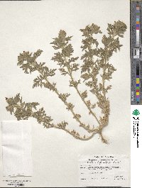 Verbena bipinnatifida image