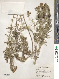 Verbena bipinnatifida image