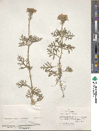 Verbena bipinnatifida image