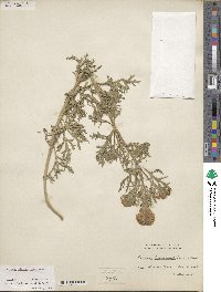 Verbena bipinnatifida image