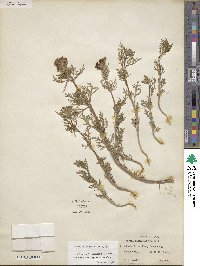 Verbena bipinnatifida image