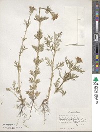 Verbena bipinnatifida image