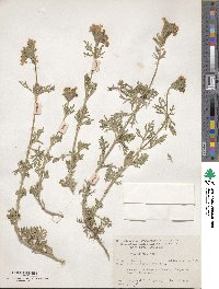 Verbena bipinnatifida image