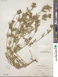 Verbena bipinnatifida image