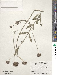 Verbena bonariensis image