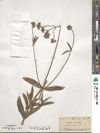 Verbena bonariensis image