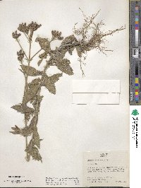 Verbena bonariensis image