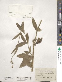 Verbena bonariensis image