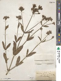 Verbena bonariensis image