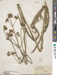 Verbena bonariensis image