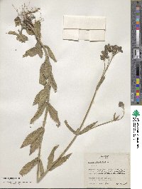 Verbena bonariensis image