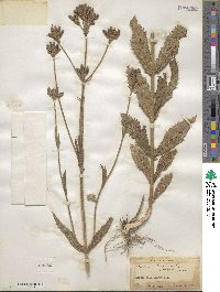 Verbena bonariensis image