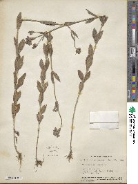 Verbena bonariensis image