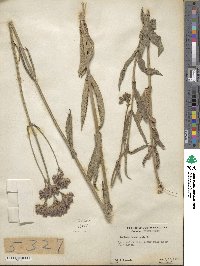 Verbena bonariensis image