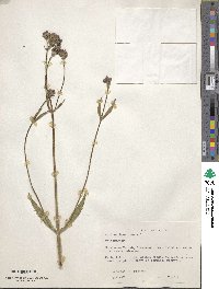 Verbena bonariensis image