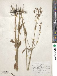 Verbena bonariensis image