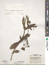 Verbena bonariensis image