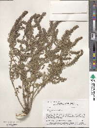 Verbena bracteata image