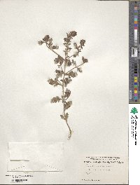 Verbena bracteata image