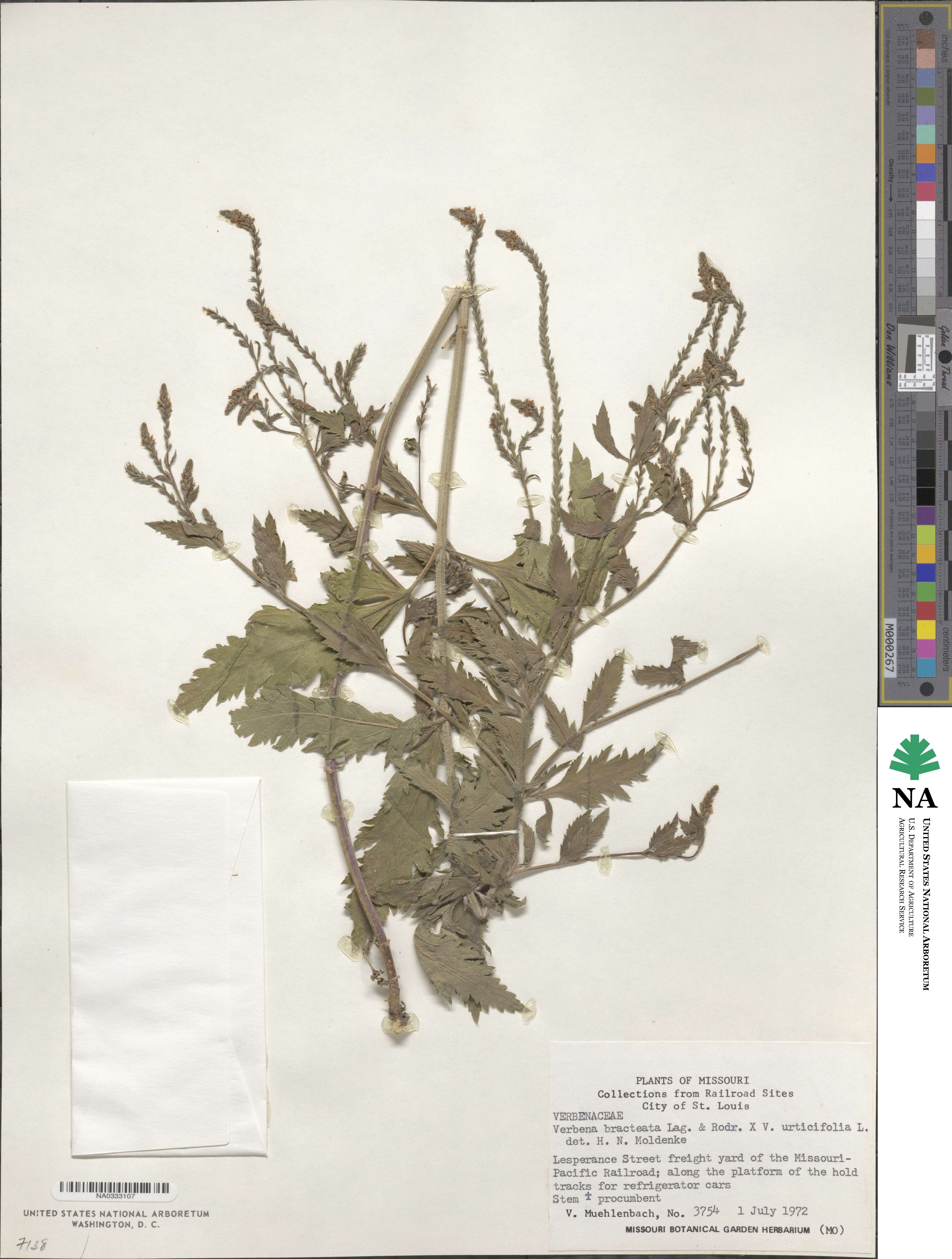 Verbena image