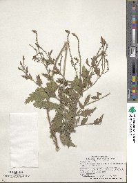 Verbena bracteata image