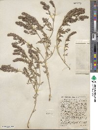 Verbena bracteata image