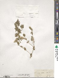 Verbena bracteata image