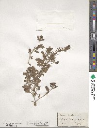 Verbena bracteata image