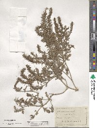 Verbena bracteata image