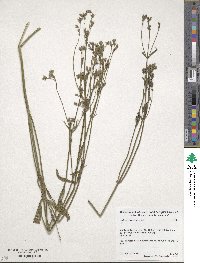 Verbena brasiliensis image