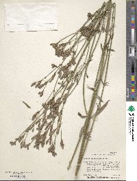 Verbena brasiliensis image