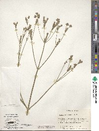 Verbena brasiliensis image