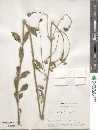 Verbena brasiliensis image