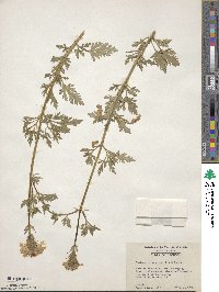 Verbena canadensis image