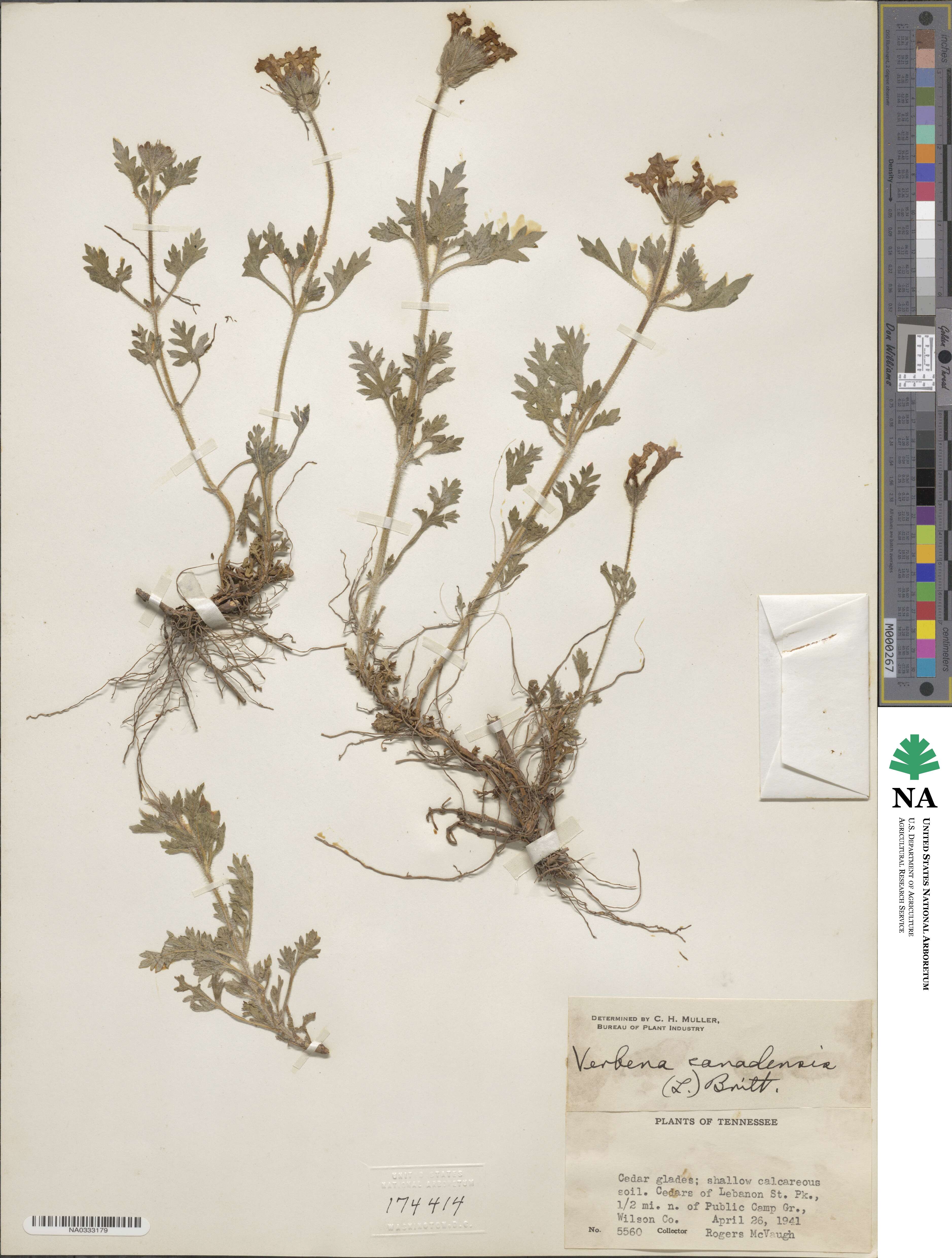 Verbena canadensis image
