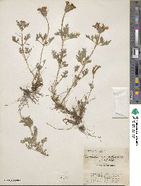 Verbena canadensis image