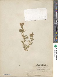 Verbena canadensis image