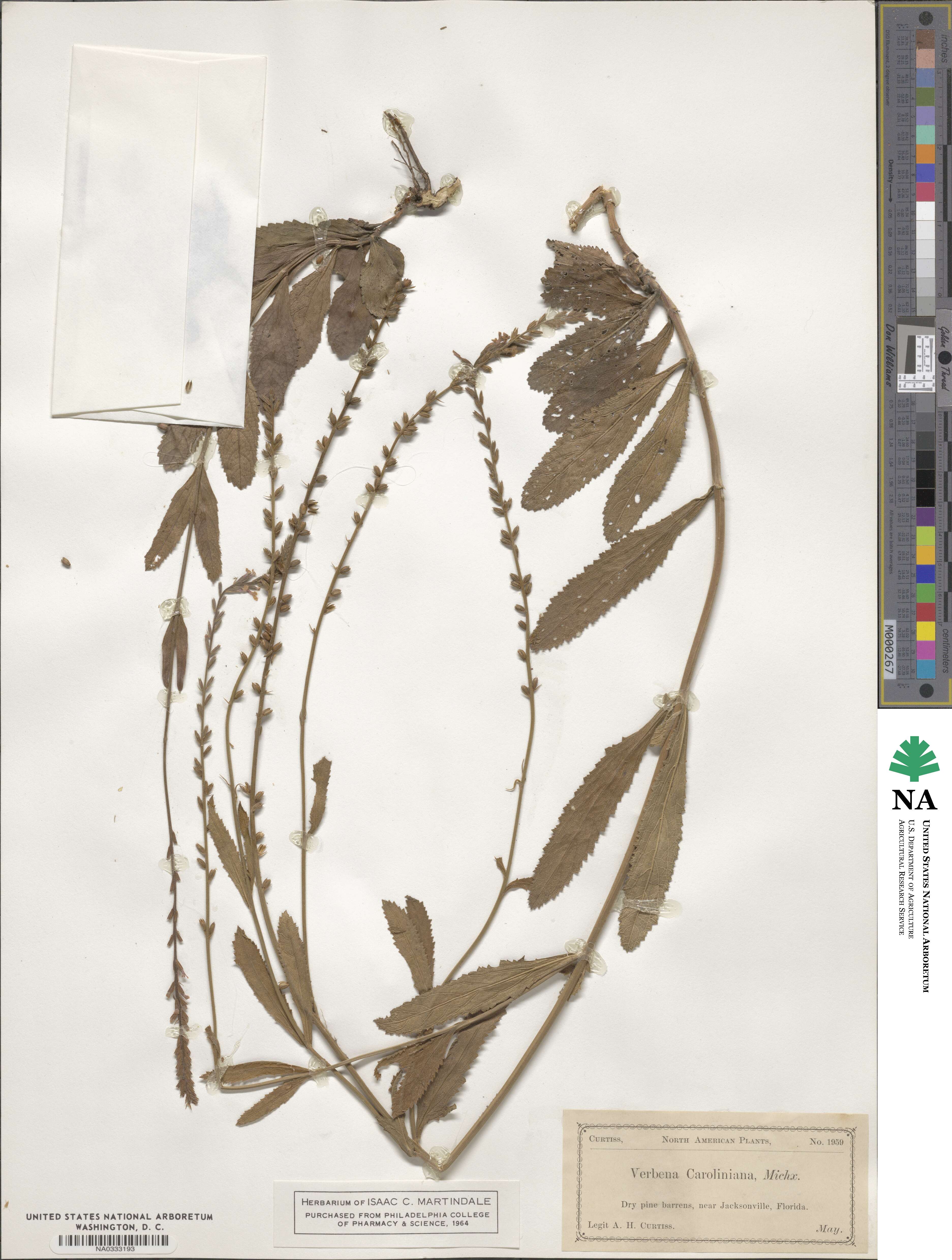 Verbena caroliniana image