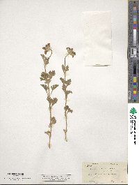 Verbena bipinnatifida image