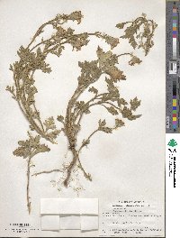 Verbena bipinnatifida var. nepetifolia image