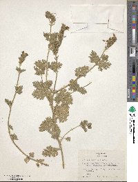 Image of Verbena delticola