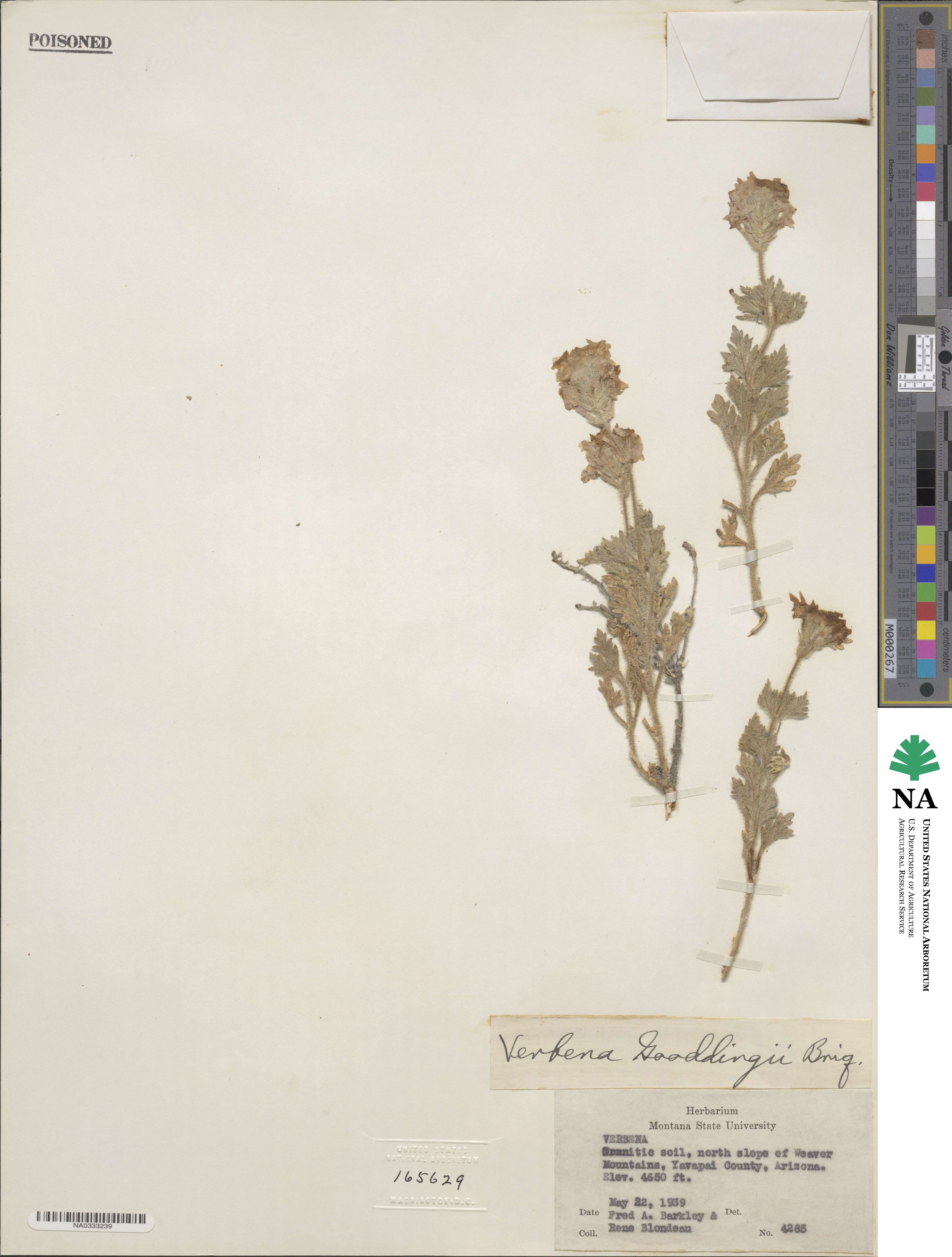 Verbena gooddingii image