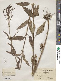 Verbena hastata image