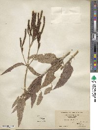 Verbena hastata image