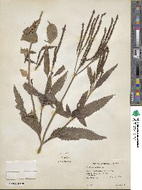 Verbena hastata image