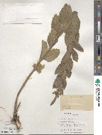 Verbena hastata image