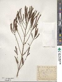 Verbena hastata image